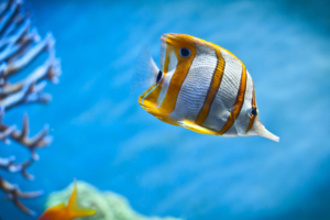 Copperband Butterfly Fish974148729 300x200 - Copperband Butterfly Fish - Tiger, Fish, Copperband, Butterfly